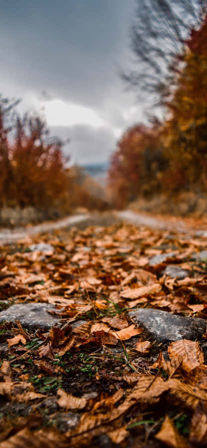 Enjoy The Perfect Fall Scenery, With The Crisp Autumn Leaves Gently Falling All Around Wallpaper