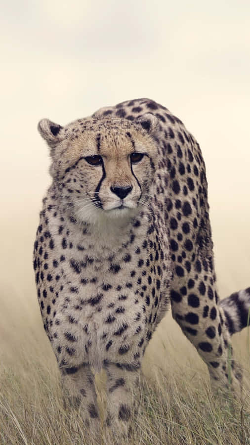 Enjoy The Sleek, Chic Look Of The New Cheetah Iphone. Wallpaper