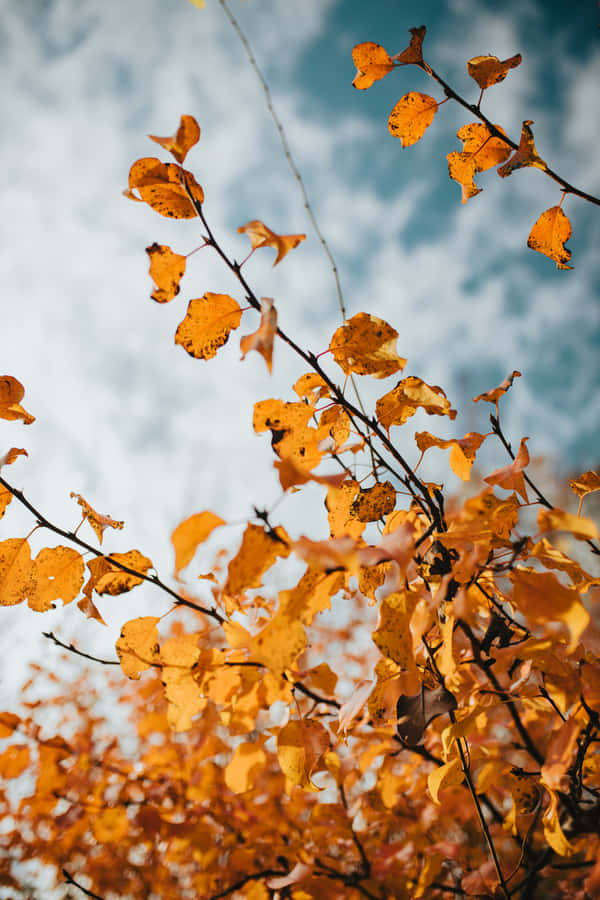 Enjoy The Stunning View Of The Colorful Fall Foliage. Wallpaper