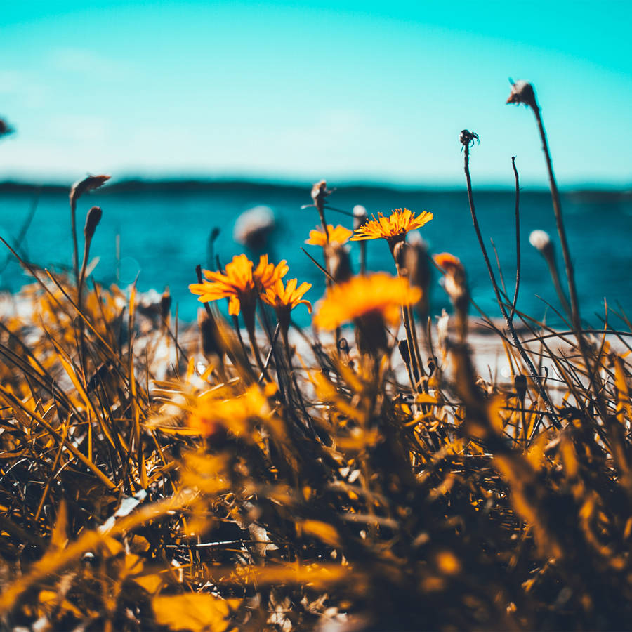 Enjoy The Summer With A Sleek, Modern Ipad Wallpaper