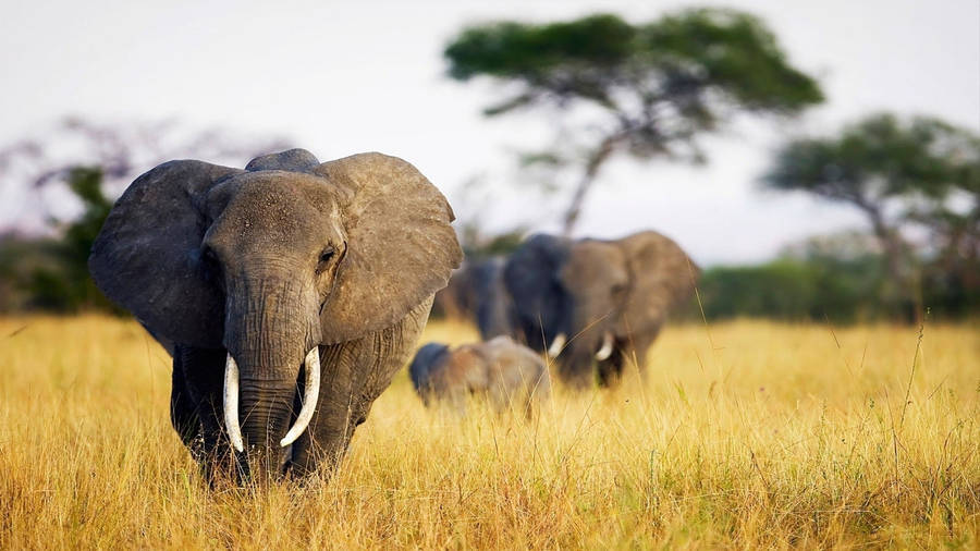 Enjoy The View Of An Elephant Walking In The Grassland Wallpaper