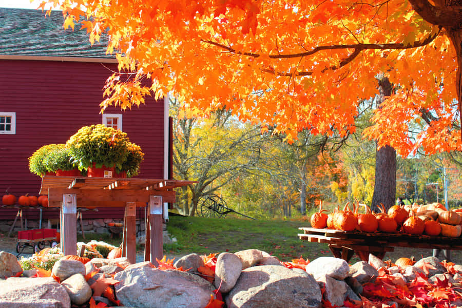 Enjoy The Vivid Colors Of An Autumn Day In New England. Wallpaper