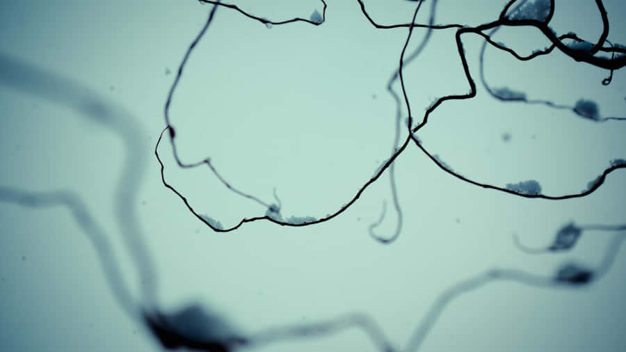 Enjoying The Beauty Of A Simple Winter Wallpaper