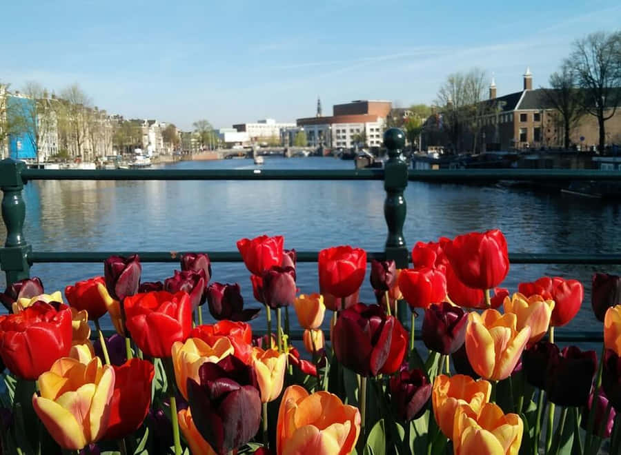 Enjoying The Beauty Of Amsterdam In Spring Wallpaper