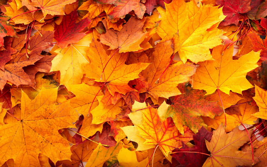 Enjoying The Colors Of Simple Fall Wallpaper