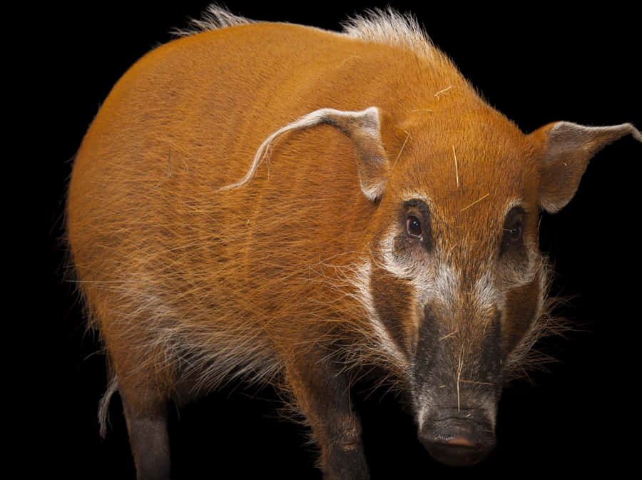 Enjoying The Open Road Wallpaper