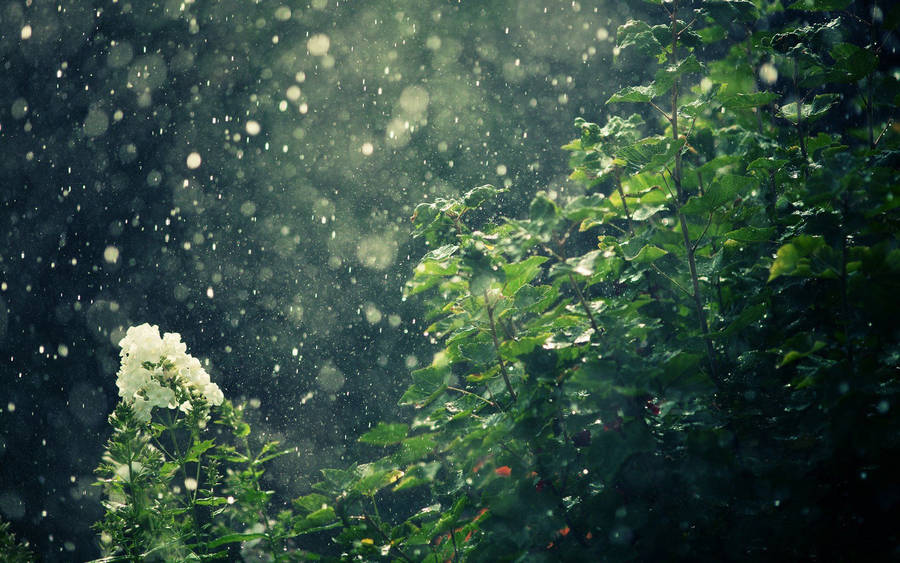 Enjoying The Soothing Sounds Of The Rain Wallpaper