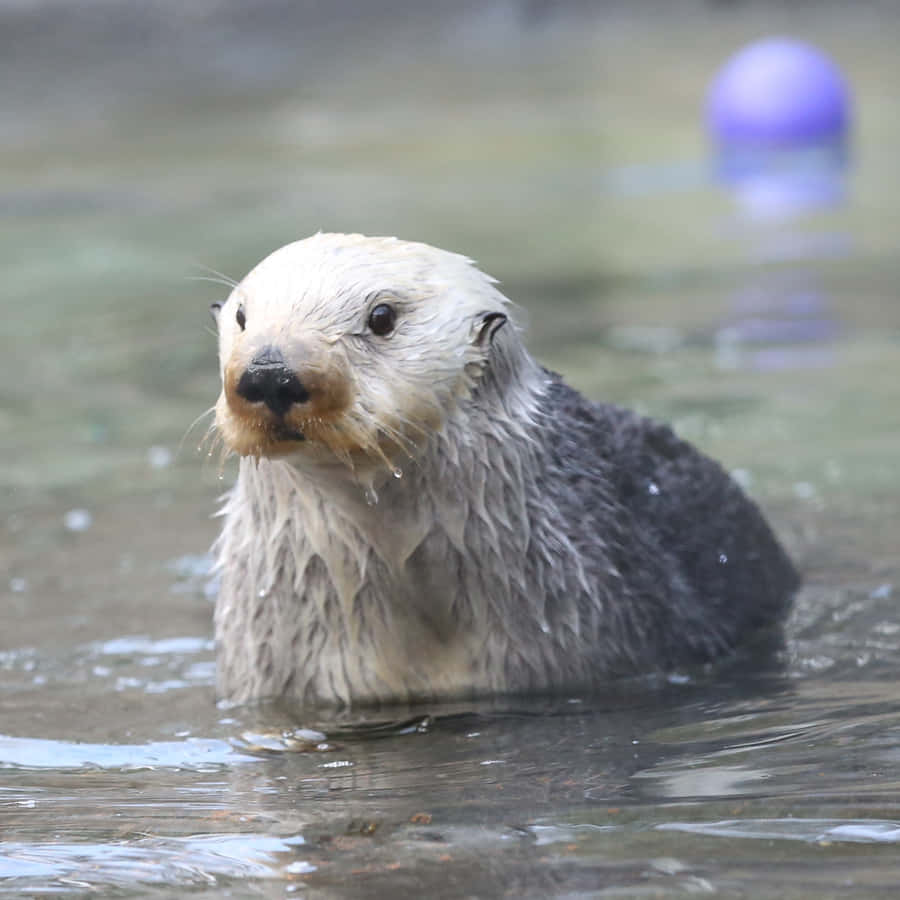 Enthralling Underwater View Of A Playful Sea Otter Wallpaper