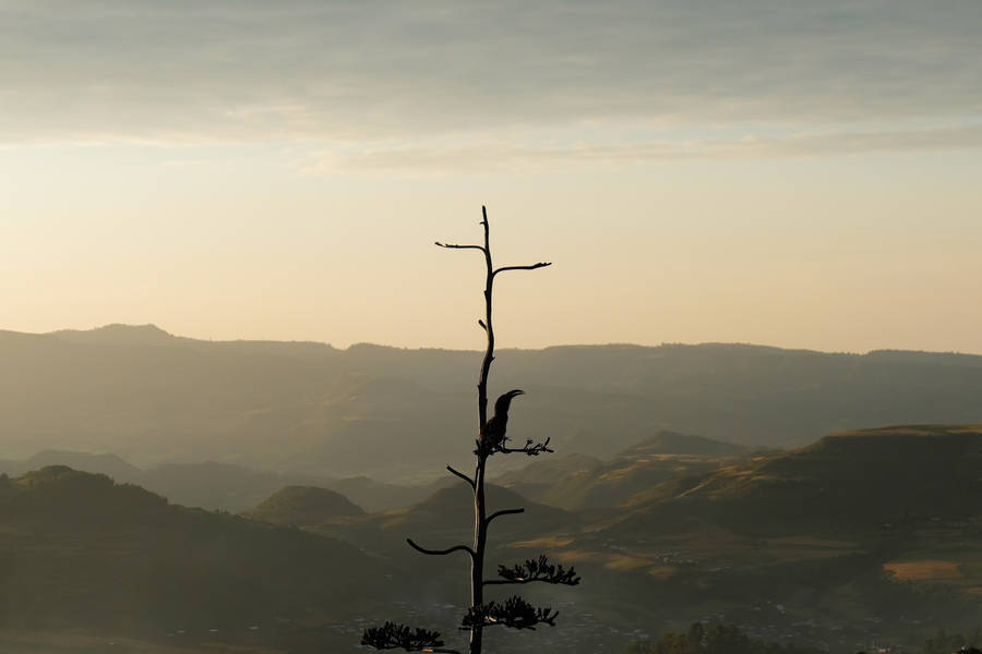 Ethiopia Mountains Tree Bird Silhouette Wallpaper