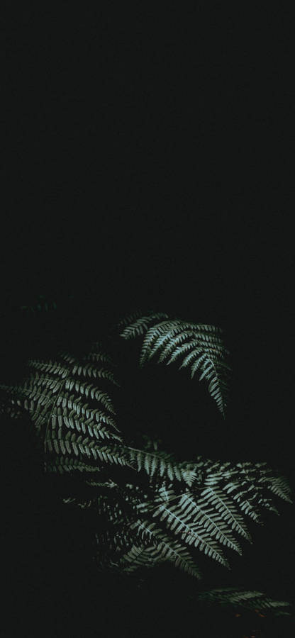 Experience Nature And Modern Technology Through This Unique Combination Of An Iphone And A Potted Plant. Wallpaper