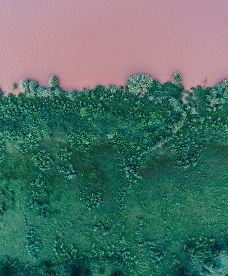 Experience The Beauty Of The Pink & Green Aesthetic Wallpaper