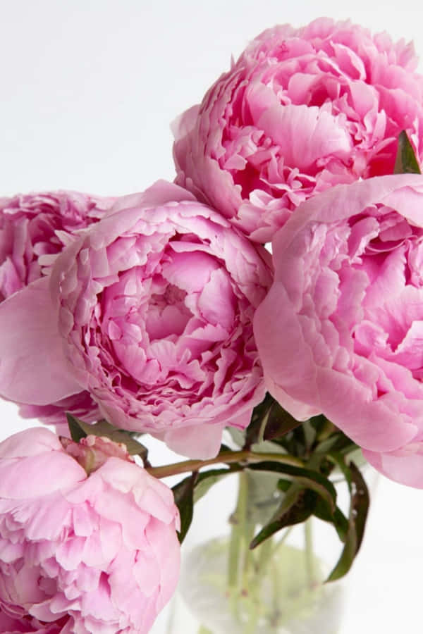 Experience The Pleasure Of Peony With The Newest Iphone Wallpaper