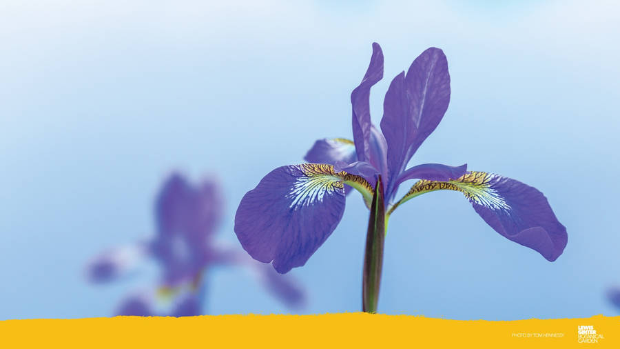 Experience The Zoom And Bloom From Home Wallpaper