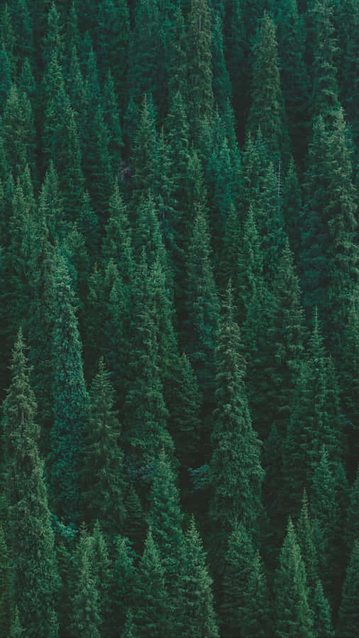 Explore Nature's Splendors With Trees Iphone Wallpaper