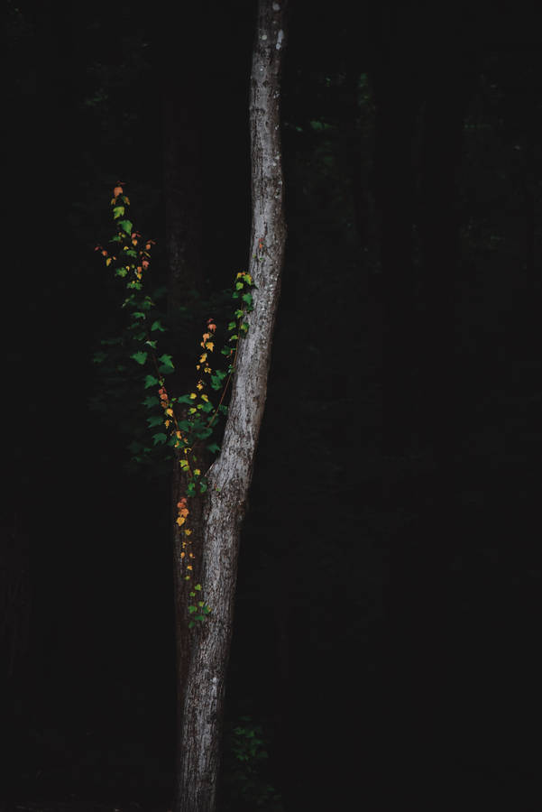 Explore The Secrets Of The Dark Forest Wallpaper