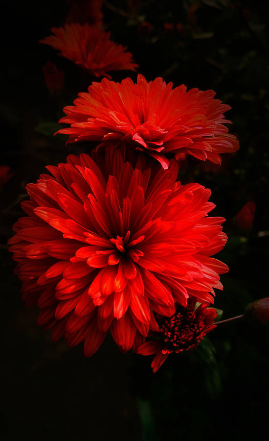 Exquisite Red Dahlia Flowers Wallpaper
