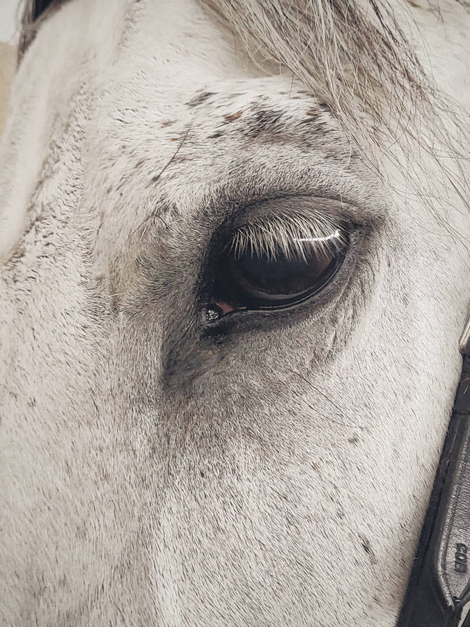 Eye Of A Horse Iphone Wallpaper