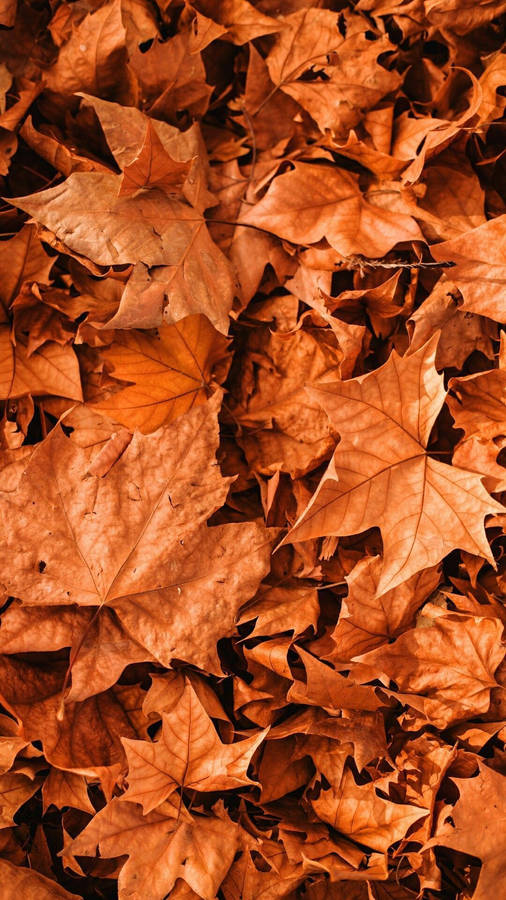 Fall Aesthetic Iphone Big Maple Leaves Wallpaper