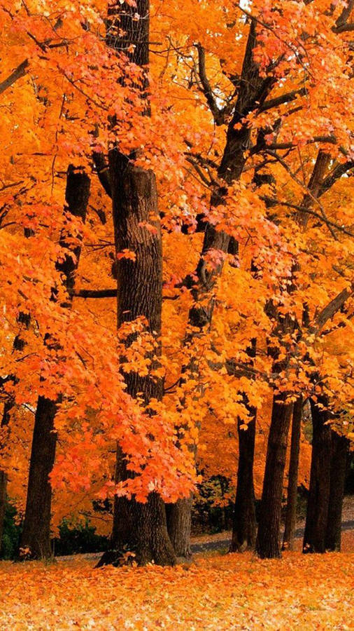 Fall Aesthetic Iphone Tall Orange Trees Wallpaper