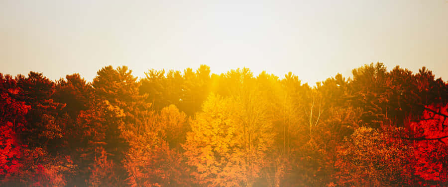 Fall Tumblr Sunlight Over Trees Wallpaper