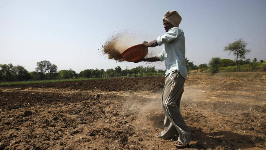 Farmer Waving Rice Wallpaper