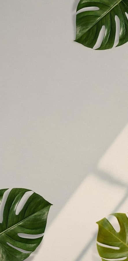 Feel The Summer Vibes With This Aesthetic Palm Leaves Background. Wallpaper