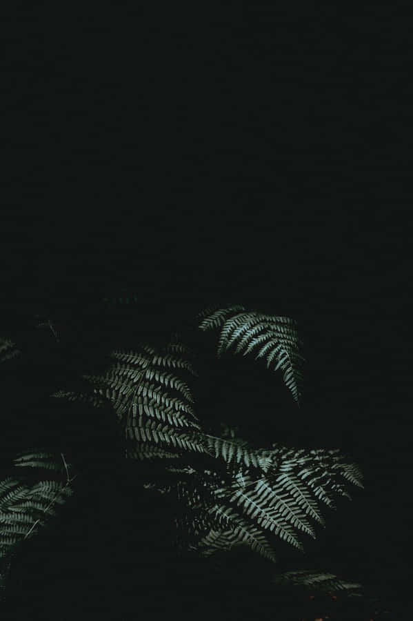 Ferns In The Dark Wallpaper