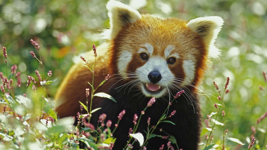 Fierce Little Red Panda Laptop Wallpaper
