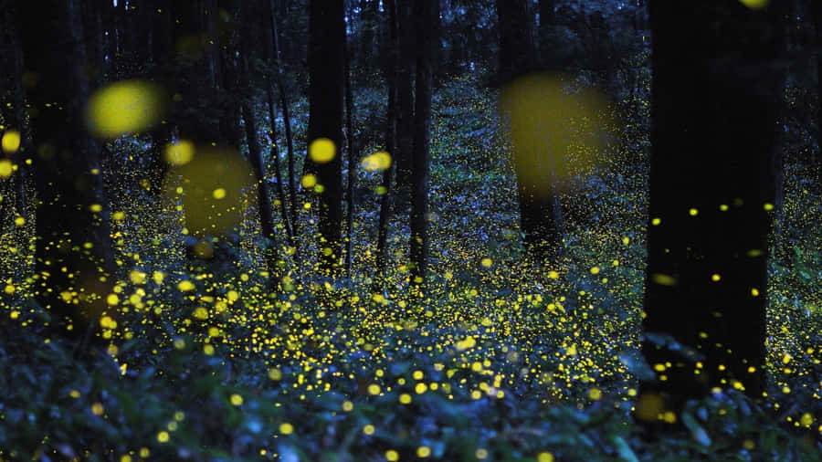 Fireflies In The Forest At Night Wallpaper