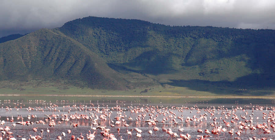 Flamingo At Lake Magadi, Ngorongoro Crater Wallpaper