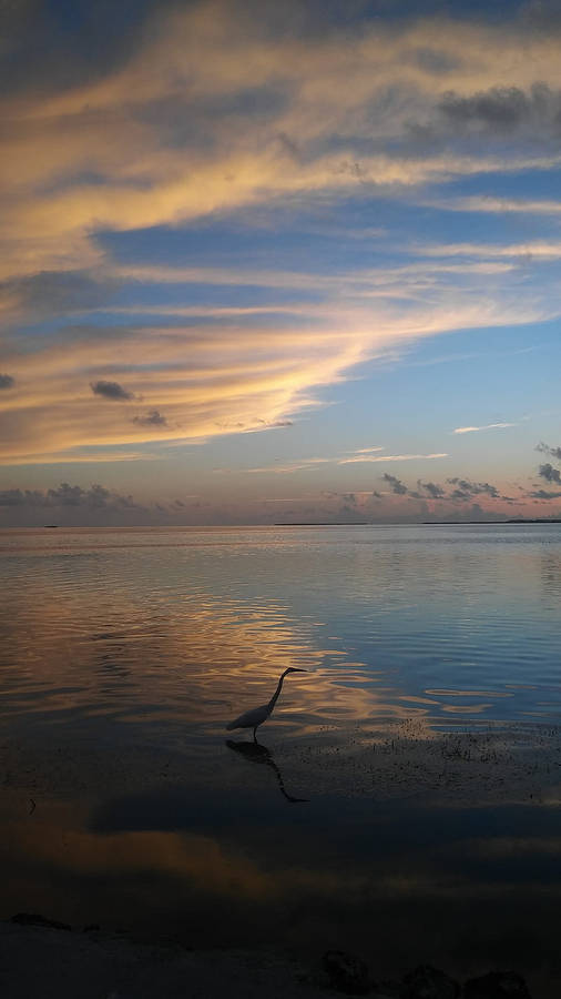 Florida Beach Bird Wallpaper