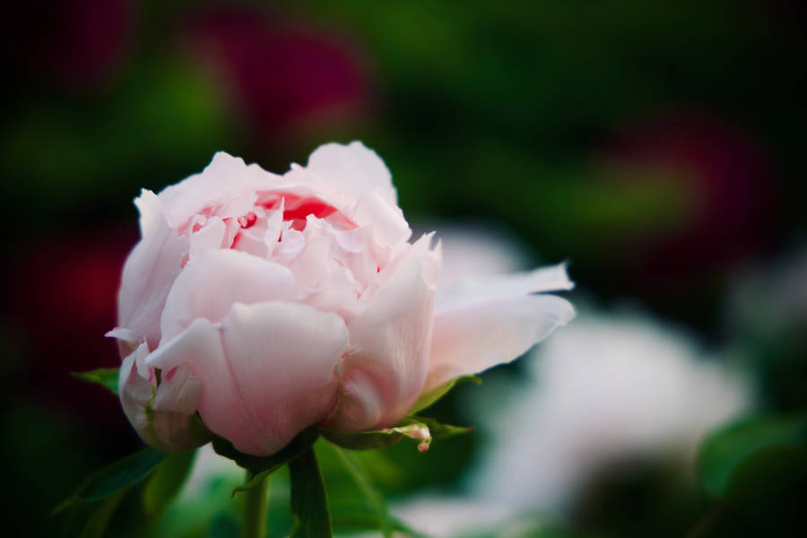Flower 4k Pink Blooming Rose Wallpaper
