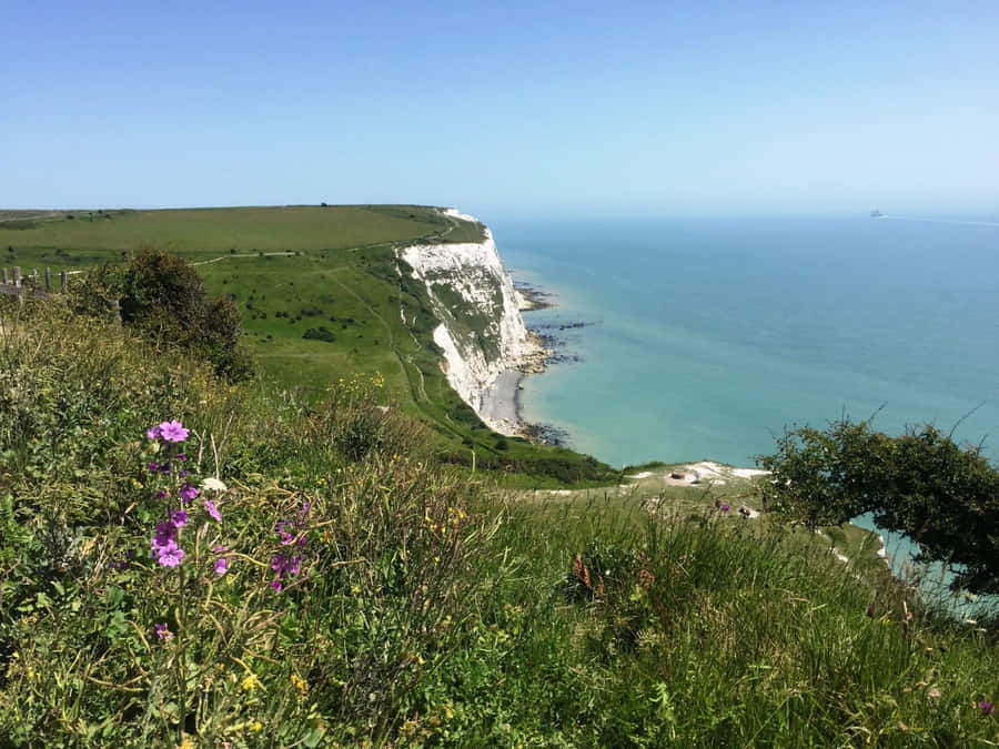 Flower At White Cliffs Of Dover Wallpaper