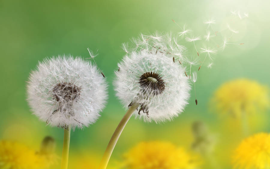 Flowers 4k Dandelions Wallpaper