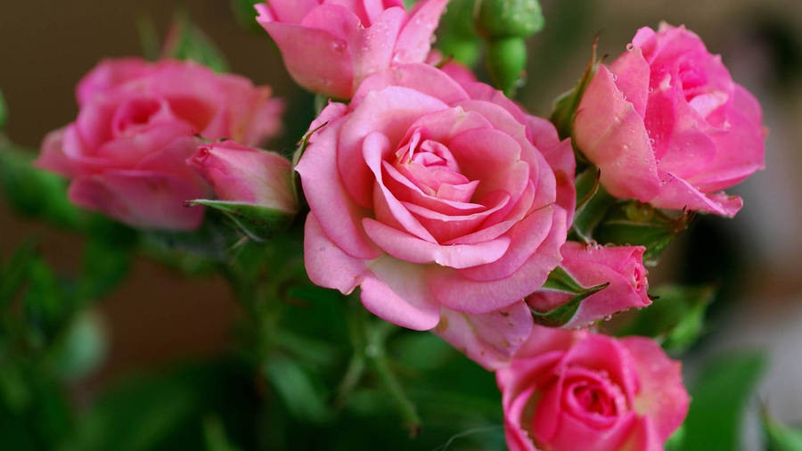 Flowers 4k Pink Roses Wallpaper