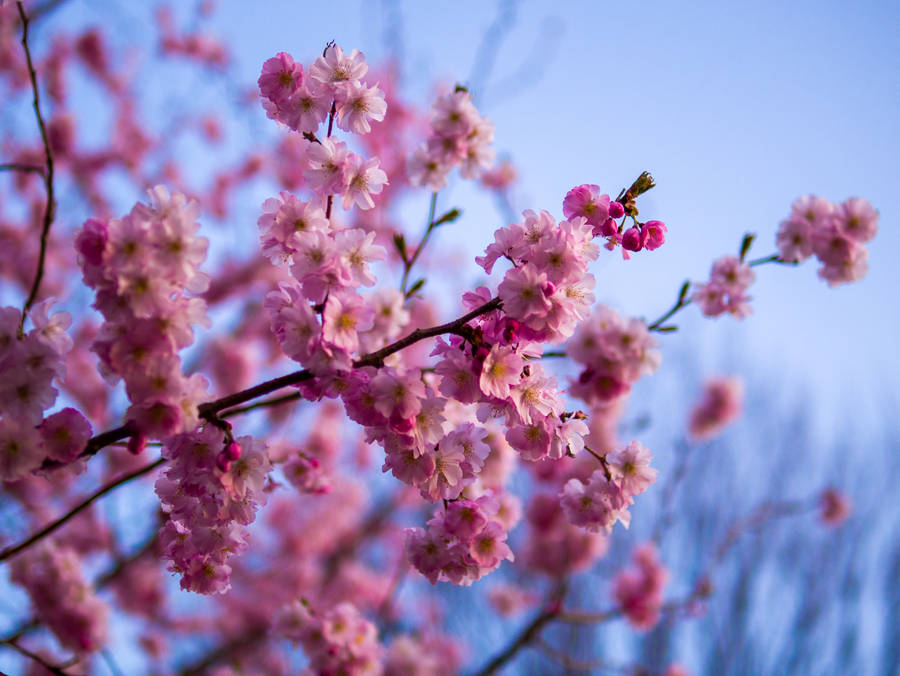 Flowers 4k Pink Sakura Wallpaper