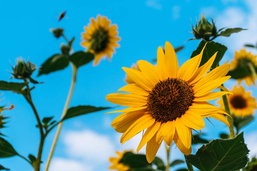 Flowers 4k Sunflowers Wallpaper
