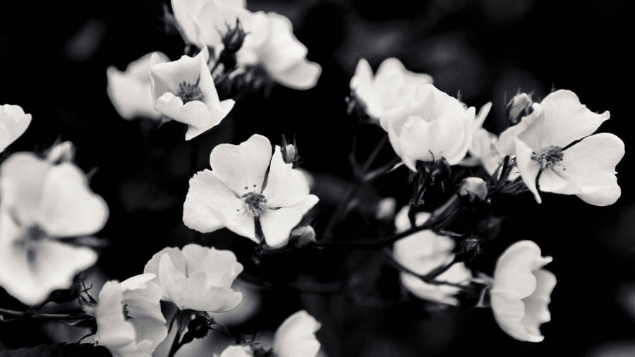 Flowers Aesthetic Black And White Laptop Background Wallpaper