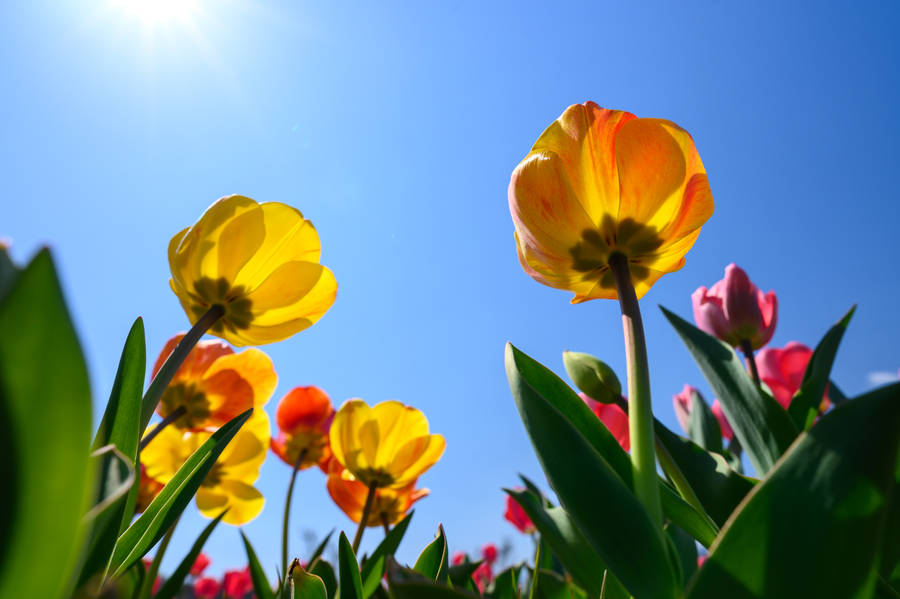Flowers In Spring Wallpaper