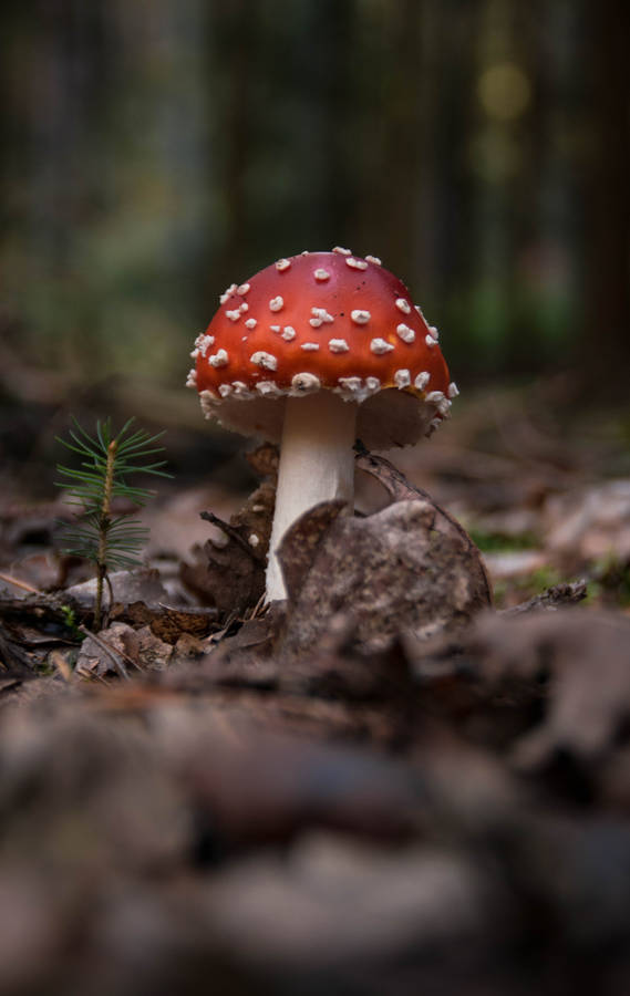 Fly Agaric Mushroom Growing In Soil Wallpaper