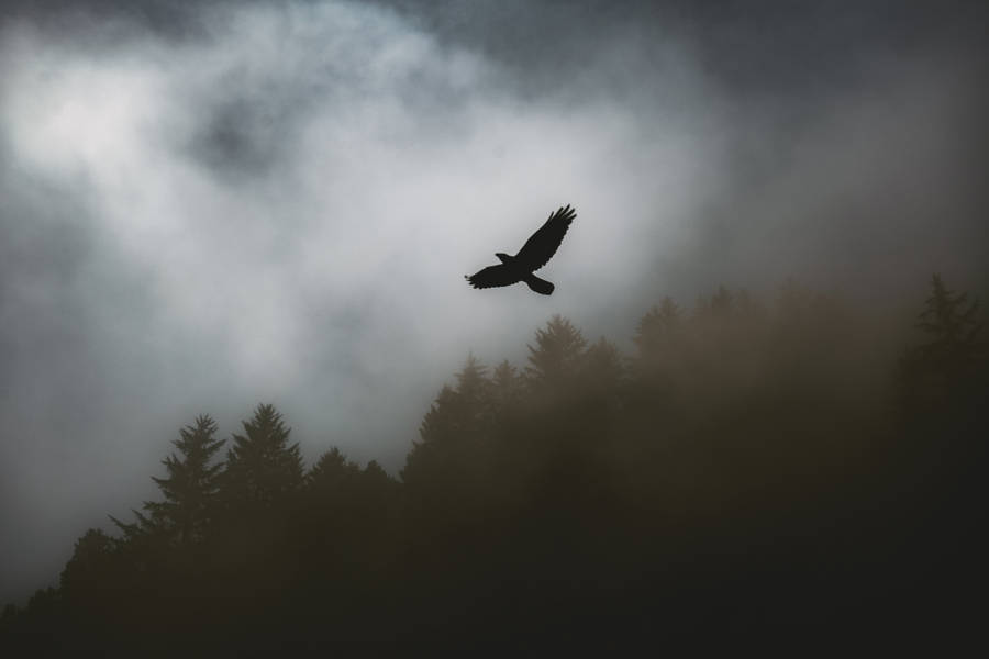 Flying Raven In Fog Wallpaper