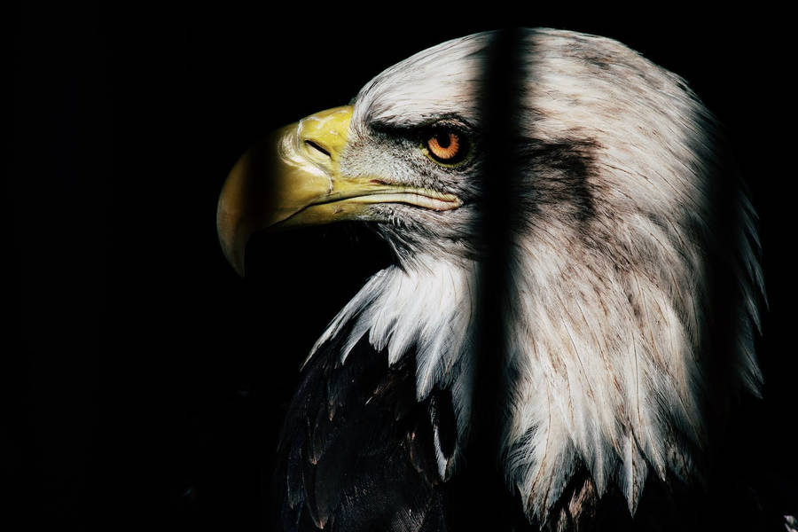 Focus Shot Eagle Wallpaper