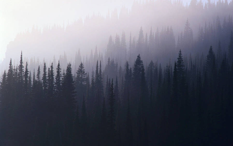 Foggy Forest Aesthetic Wallpaper