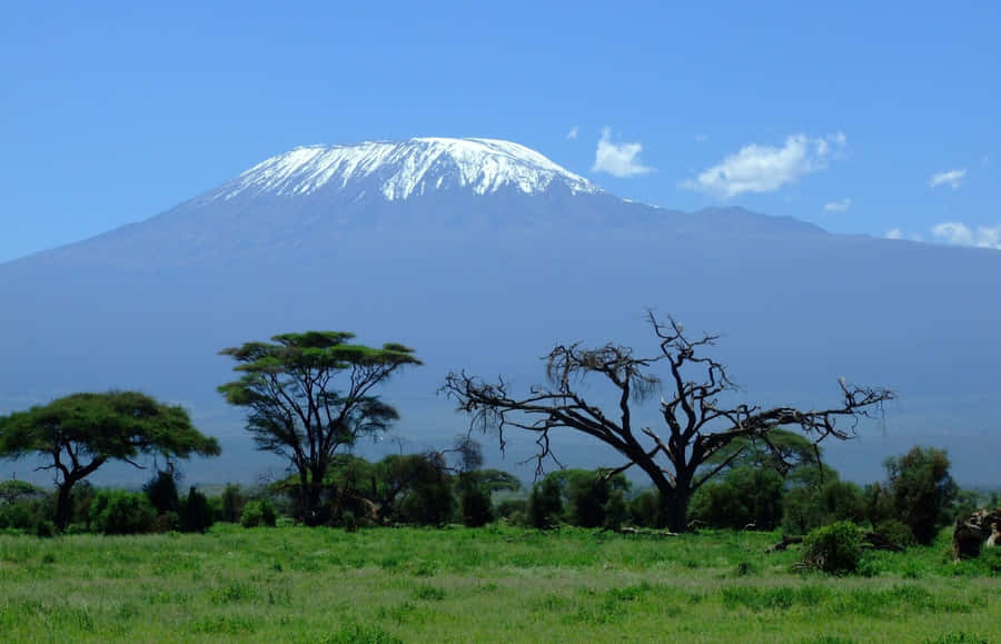 Forest Sanctuary At Mount Kilimanjaro Wallpaper