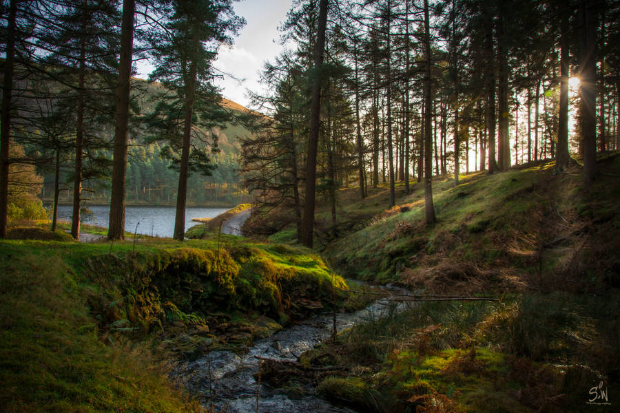 Forest With Stream Wallpaper