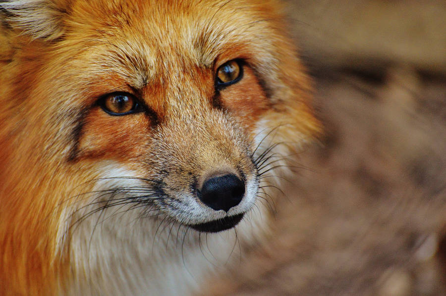 Fox Reddish-rusty Face Wallpaper