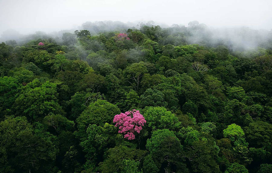 French Guiana Pink Flowers Wallpaper