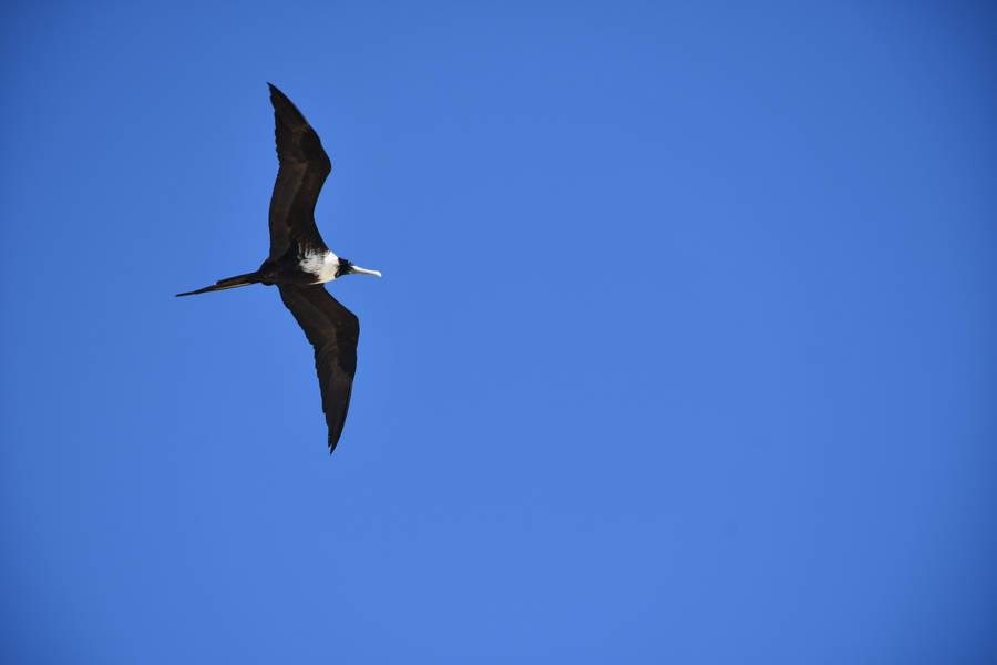 Frigatebird Galveston Bird In Venezuela Wallpaper