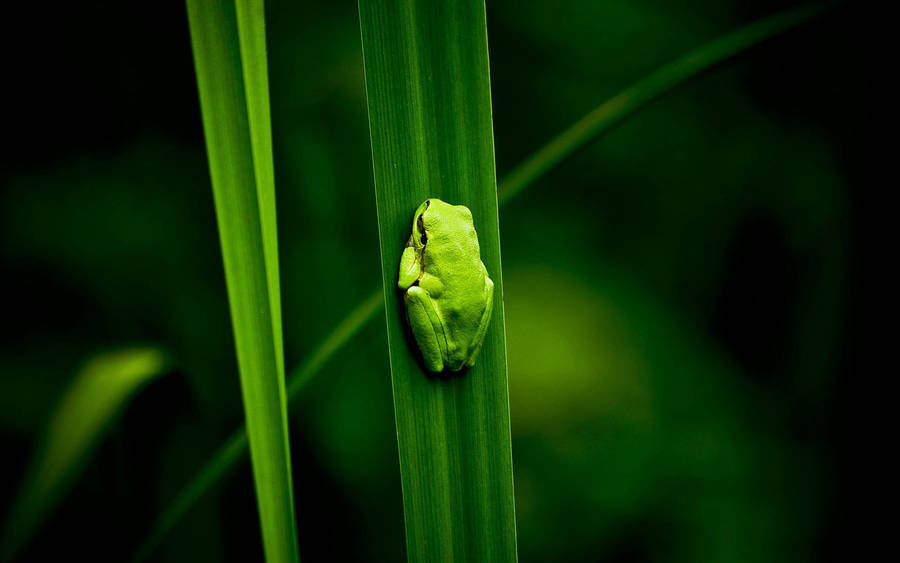 Frog On Long Leaf Wallpaper