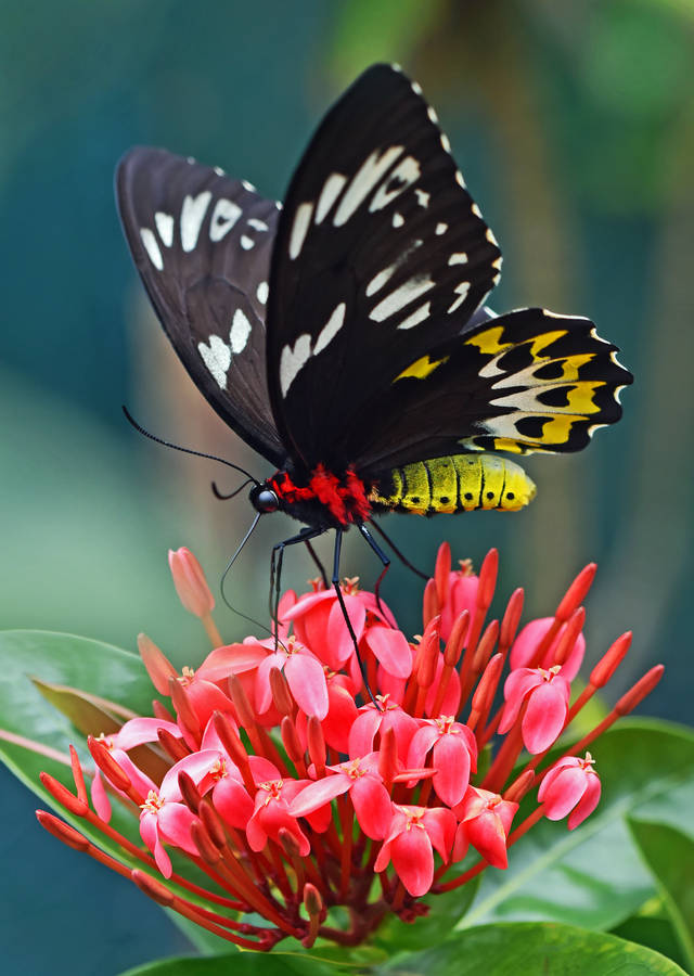 Full Hd Butterfly Black Yellow Swallowtail Wallpaper